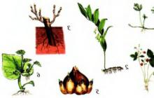 Дивовижний світ рослин Встанови який орган забезпечує вегетативне розмноження рослин