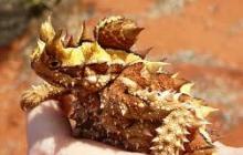 Austrālijas ķirzaka: smailais velns Moloch ķirzaka interesanti fakti
