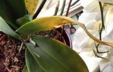 Parunāsim par to, kāpēc orhidejas lapas sasalušas: ko darīt?